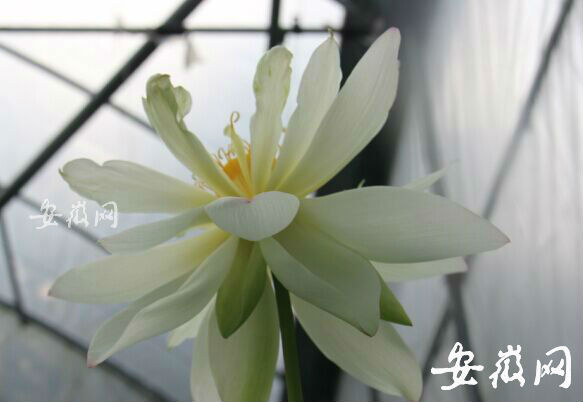 Anhui : une graine de 600 ans donne des fleurs de lotus