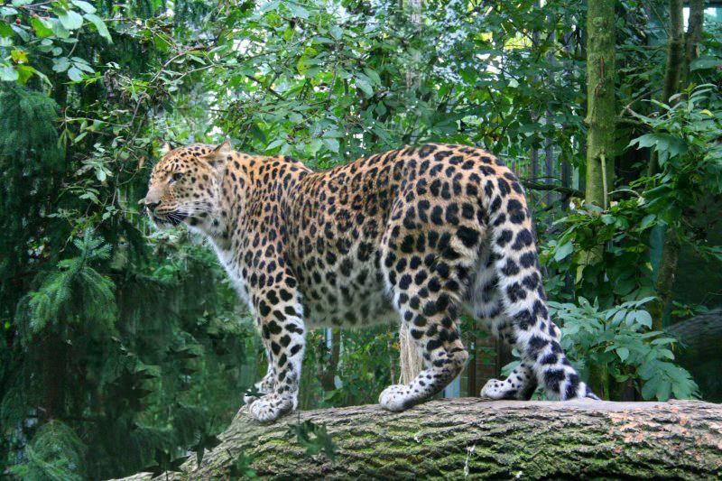 Les léopards de l’Amour au bord de l'extinction