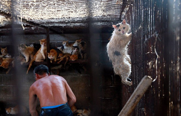 Festival de Yulin : un chaton sauvé des mains du boucher