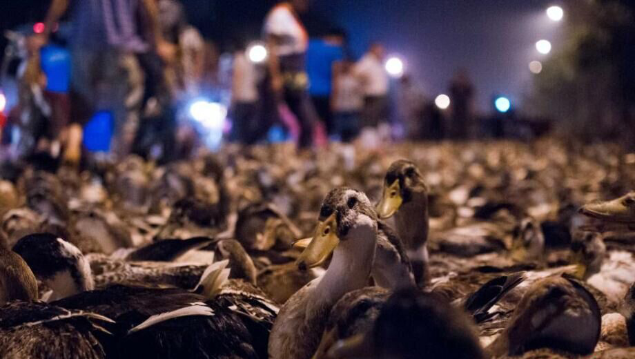 100 000 canards vendus pour la Fête des fantômes dans le Guangxi