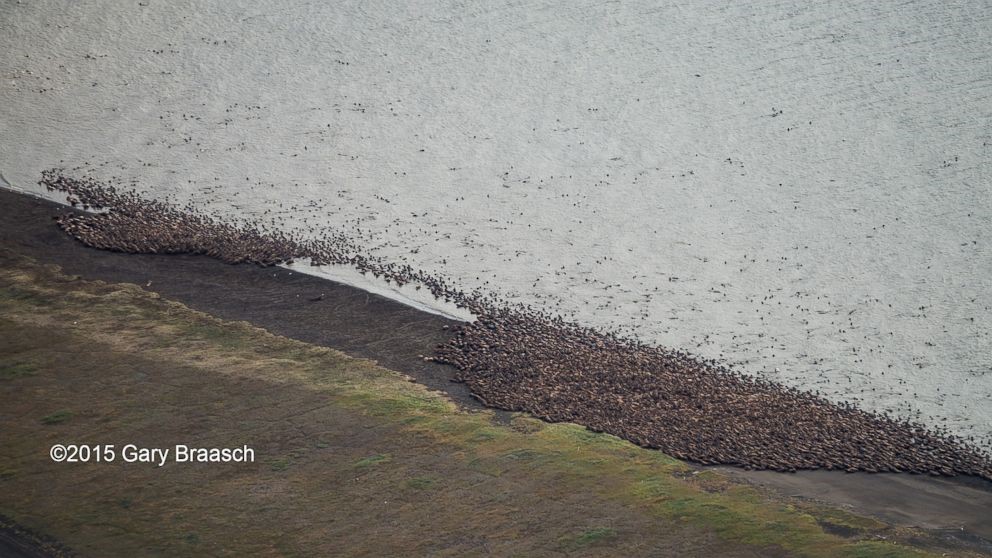 Des milliers de morses se sont échoués sur les côtes de l'Alaska