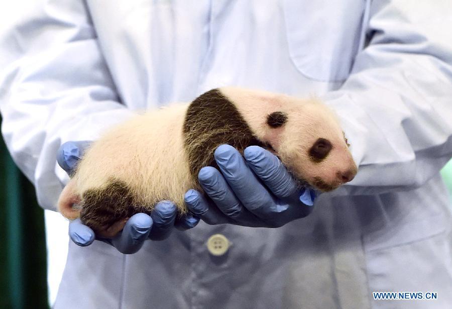 Un bébé panda reçoit des soins médicaux à Guangzhou