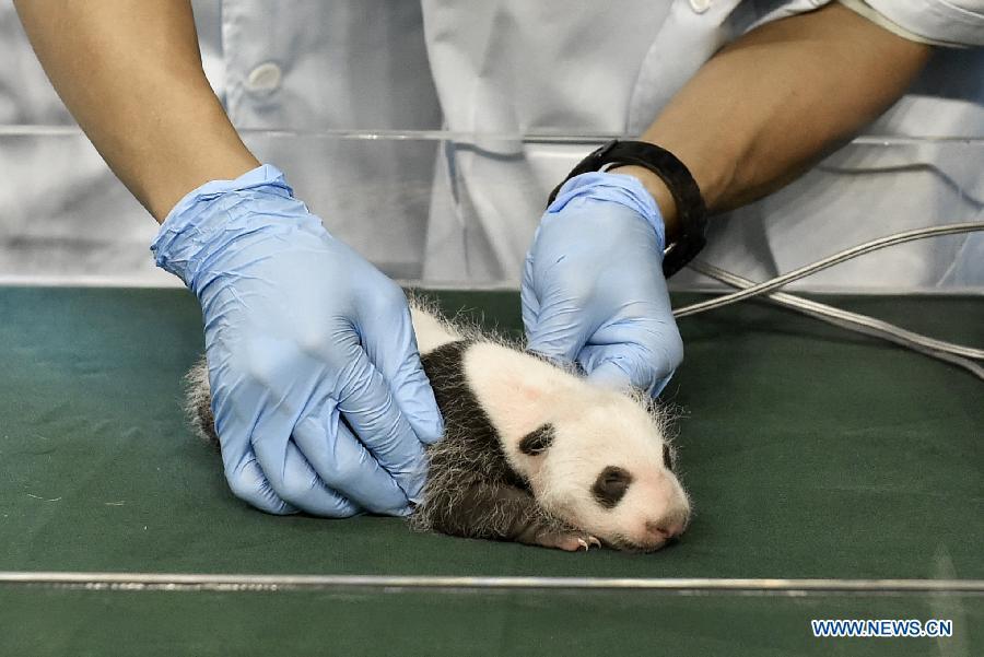 Un bébé panda reçoit des soins médicaux à Guangzhou