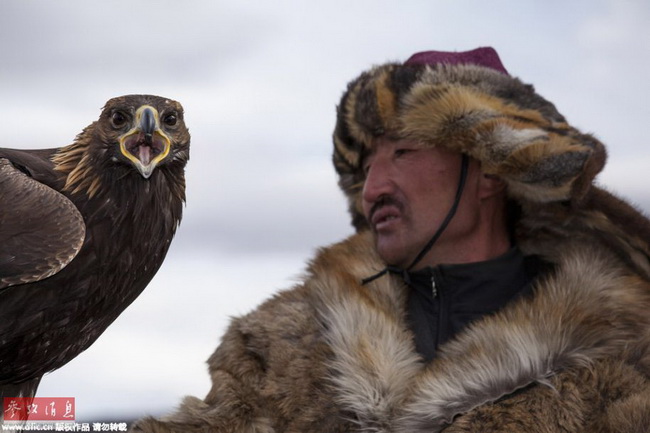 Mongolie: les 70 derniers dresseurs de faucons 