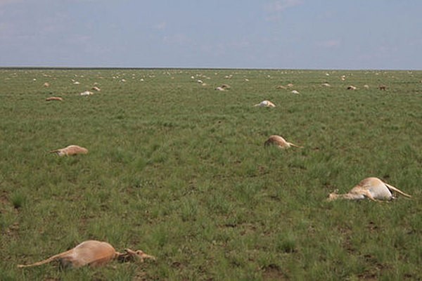 Mort mystérieuse de 60 000 antilopes en 4 jours au Kazakhstan : vers un début d'explication