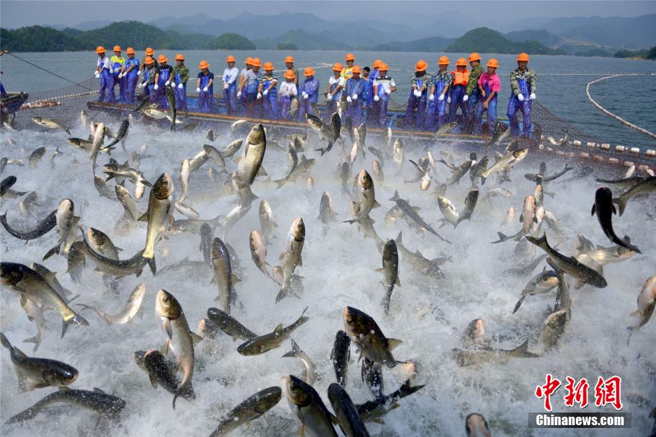 Pêche sur le lac de Qiandao