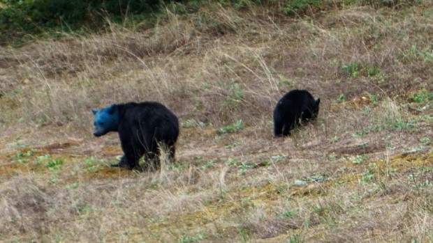 Un étrange ours à tête bleue filmé au Canada