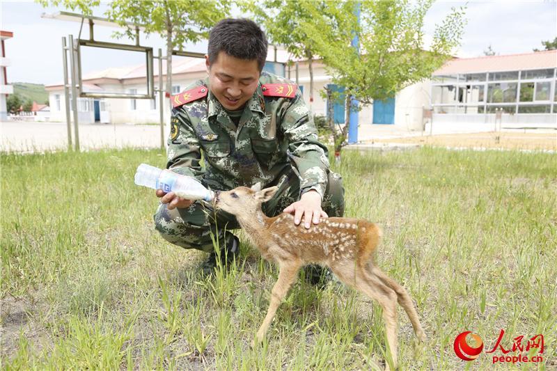 Mongolie intérieure : l’armée au secours d’un chevreuil blessé 