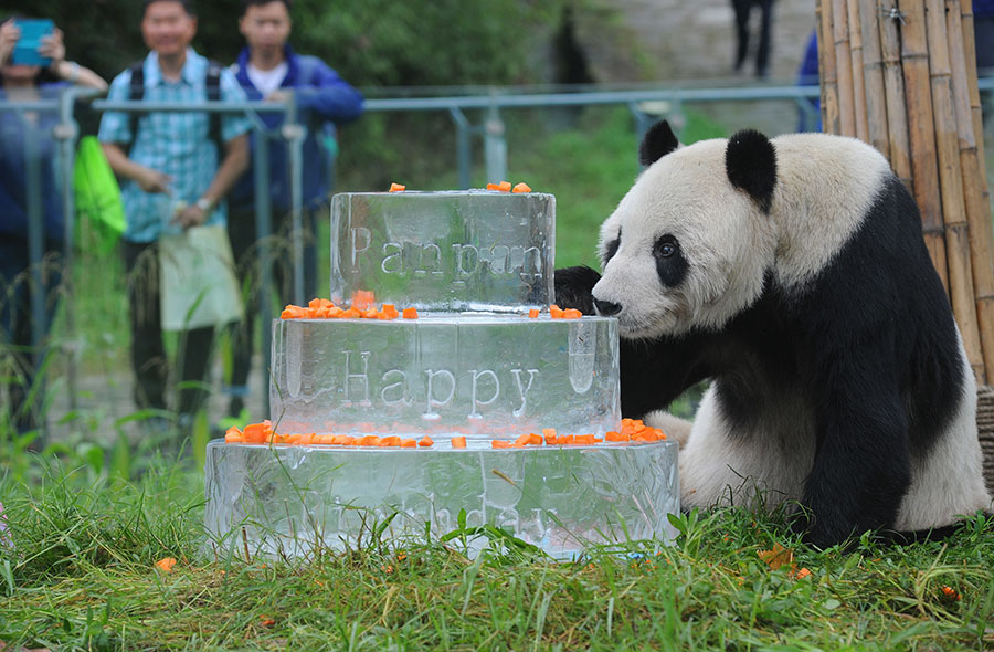 Le plus vieux panda géant fête son 30e anniversaire