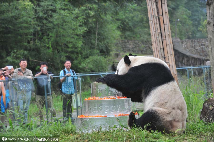 Le plus vieux panda géant fête son 30e anniversaire