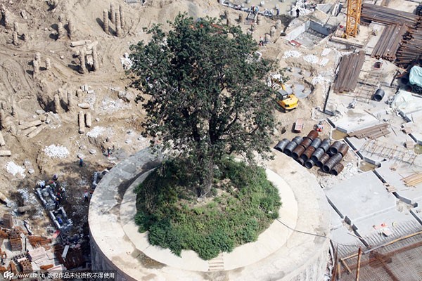 Un arbre antique protégé lors de travaux de reconstruction à Xiangyang