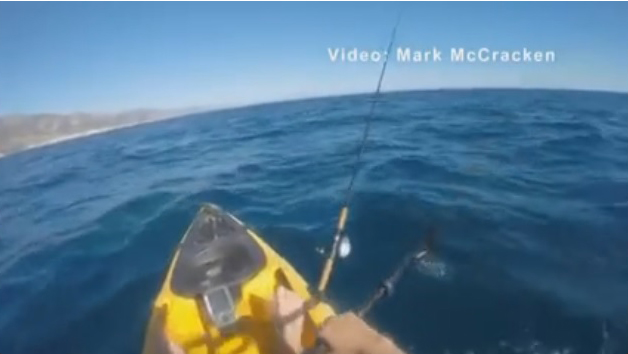 Californie : un requin-marteau attaque un pêcheur en kayak
