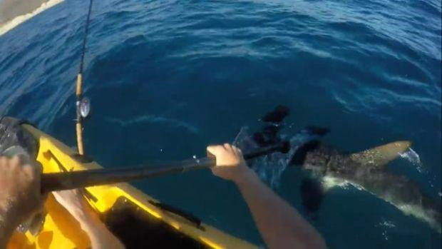 Californie : un requin-marteau attaque un pêcheur en kayak