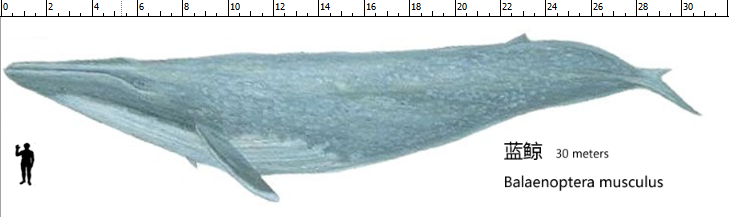 La nourriture des baleines bleues explique pourquoi elles sont si grandes