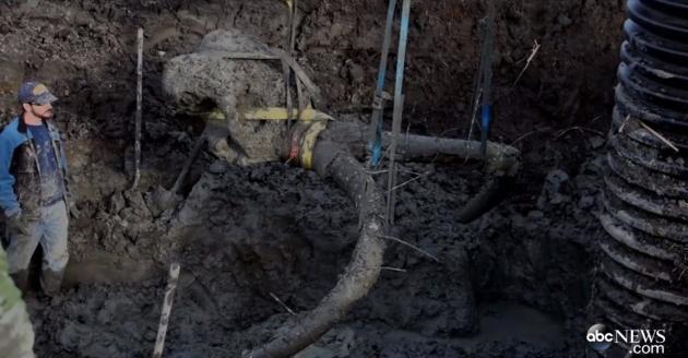 Un fermier américain découvre le squelette entier d’un mammouth dans son champ de soja