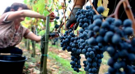 La France n'est plus le premier producteur de vin au monde