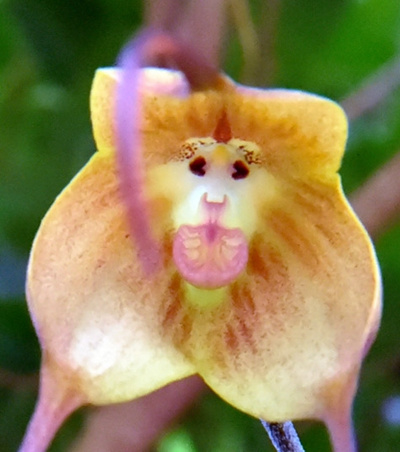 Japon : des orchidées à la tête de singe