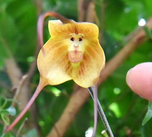 Japon : des orchidées à la tête de singe