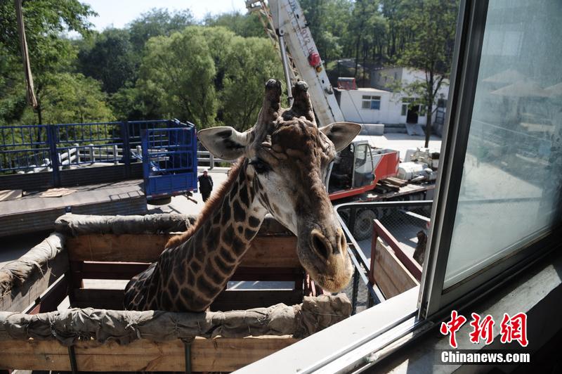 Insolite : les péripéties d’une girafe en Chine 