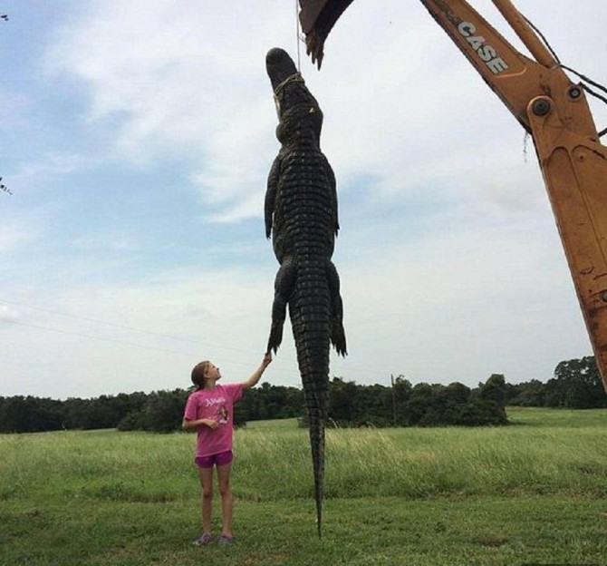 Une Américaine de 10 ans tue un alligator de plus de 400 kilos avec une arbalète