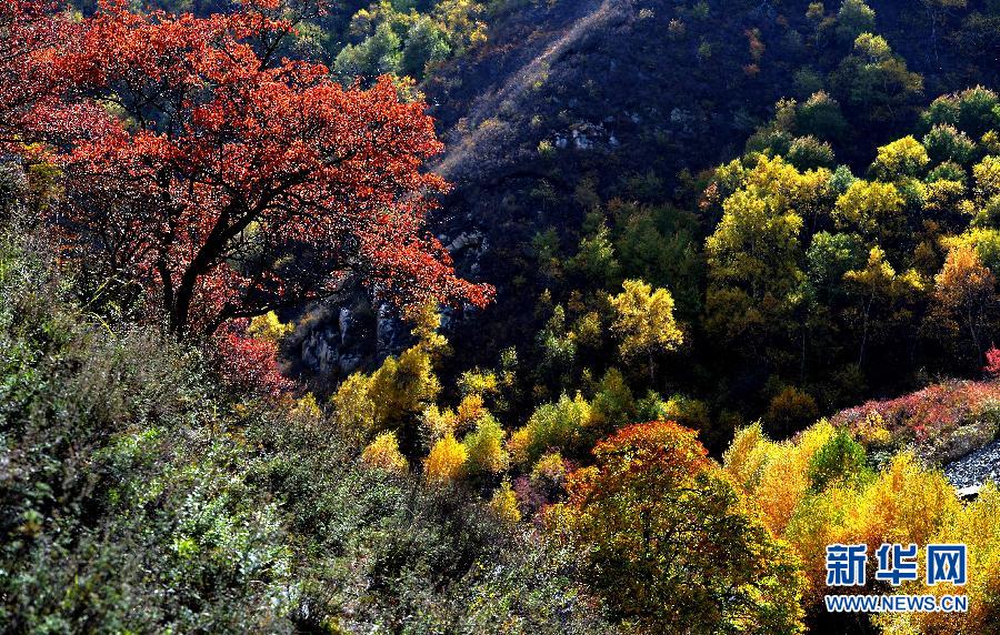 Automne : la réserve naturelle du mont Daqing sous toutes ses couleurs