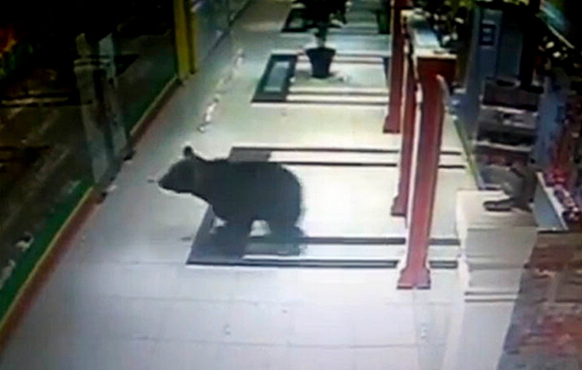 Un ours abattu après une virée dans un centre commercial en Russie