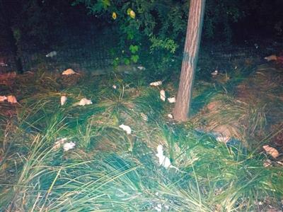 Beijing : une centaine de souris blanches retrouvées près du parc olympique