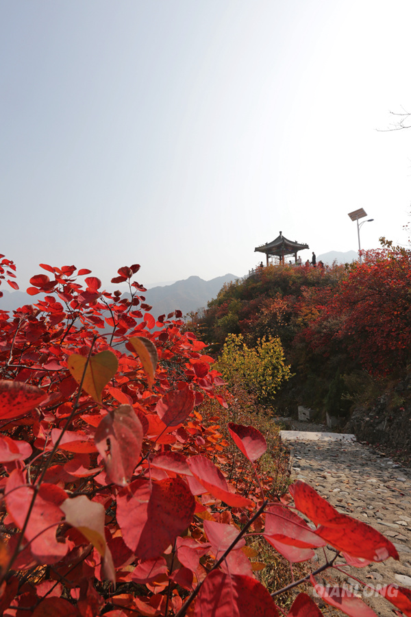 Les feuilles rouges embellissent l'ouest de Beijing