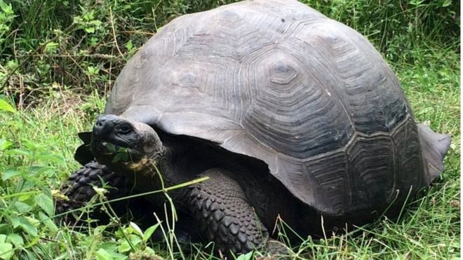 Découverte d'une nouvelle espèce de tortue géante aux Galapagos