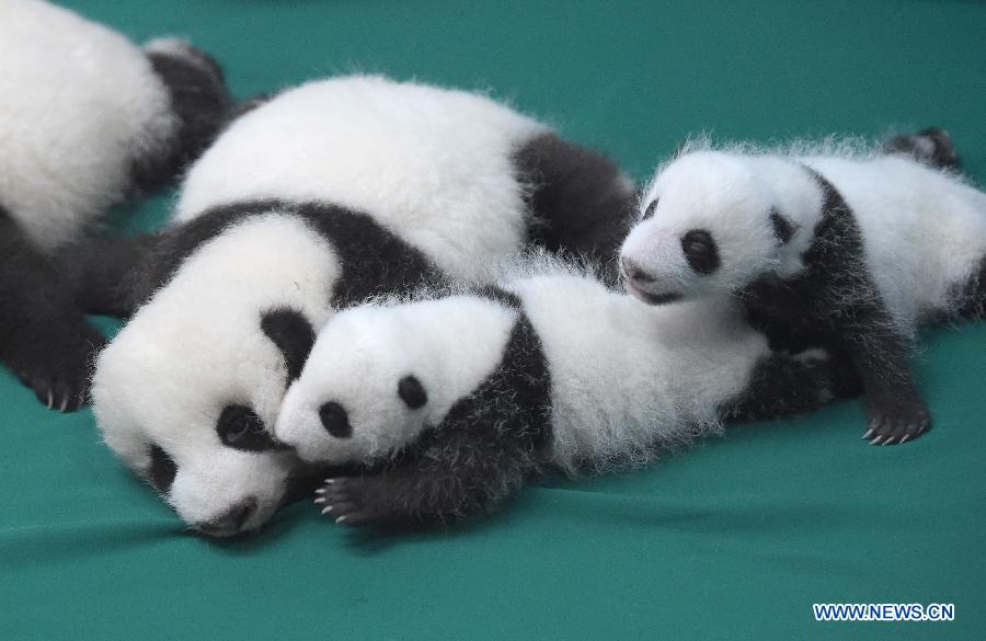 Six paires de bébés pandas jumeaux présentées au public au Sichuan