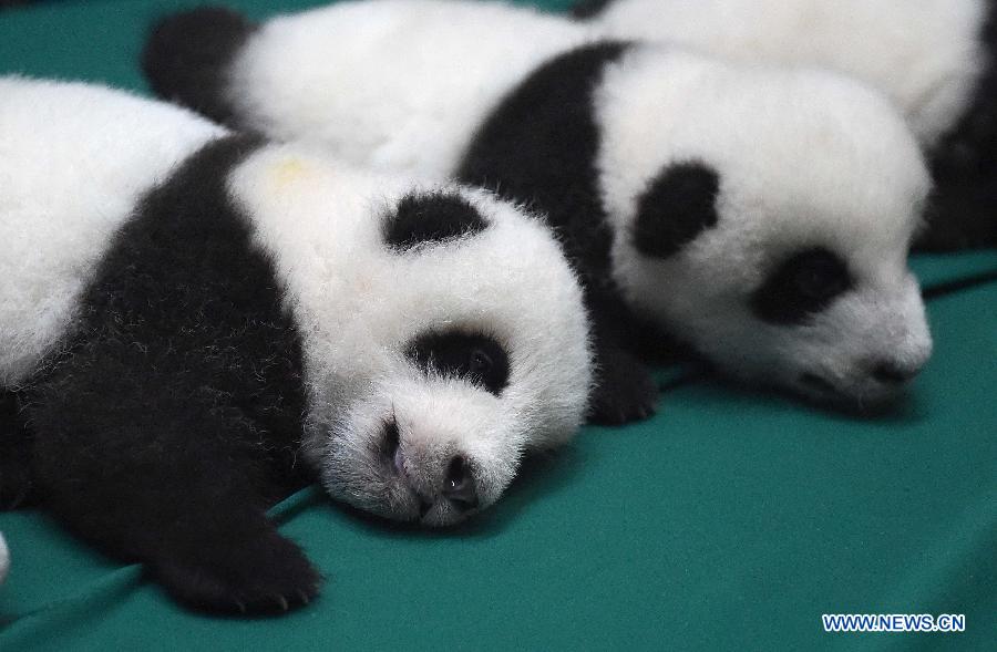 Six paires de bébés pandas jumeaux présentées au public au Sichuan
