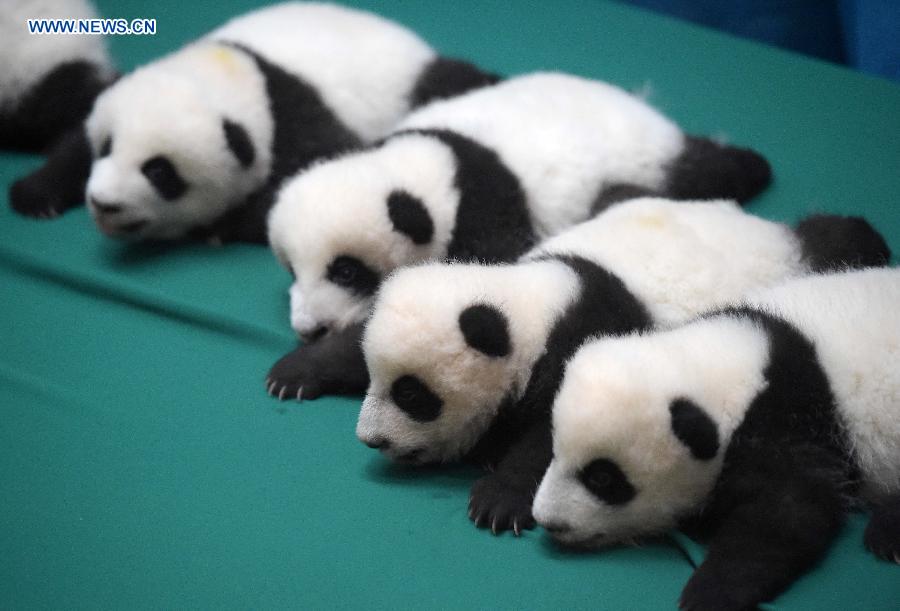 Sud-ouest de la Chine : des pandas jumeaux à la rencontre du public