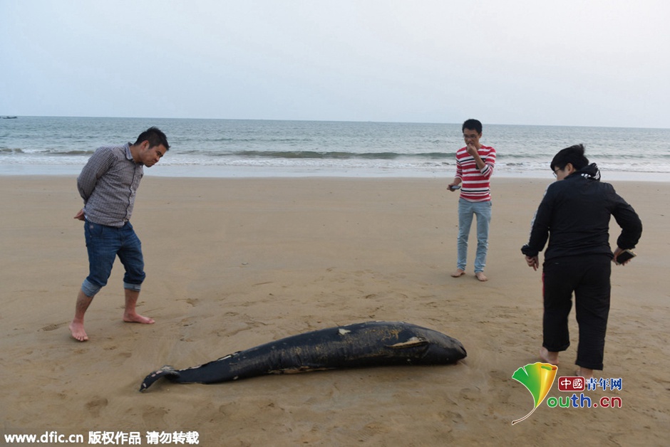 Un marsouin retrouvé mort sur une plage de Qingdao