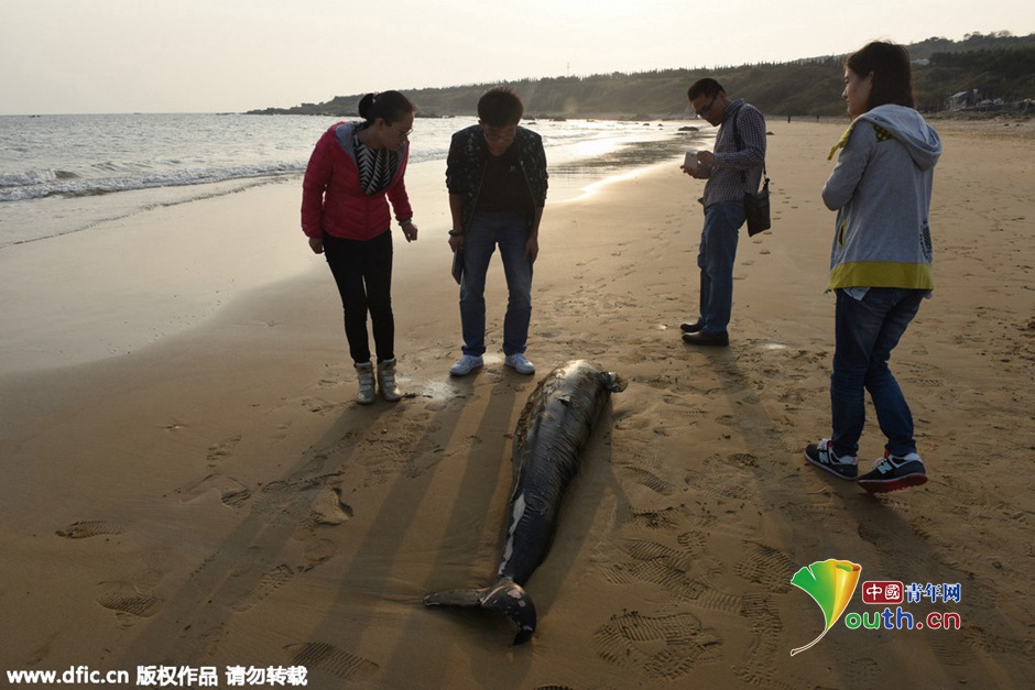 Un marsouin retrouvé mort sur une plage de Qingdao
