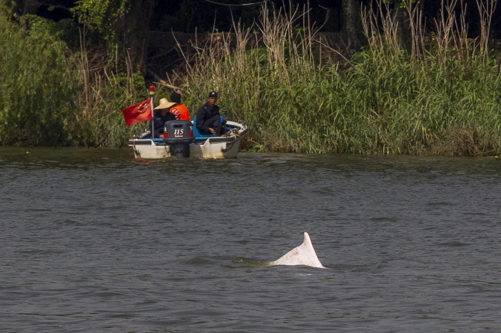 Frayeur pour un dauphin blanc dans la rivière des Perles