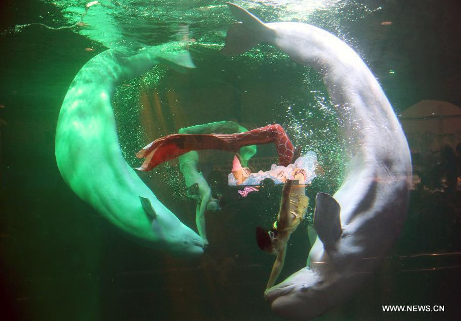 Protection des requins: des sirènes ambassadrices à Beijing
