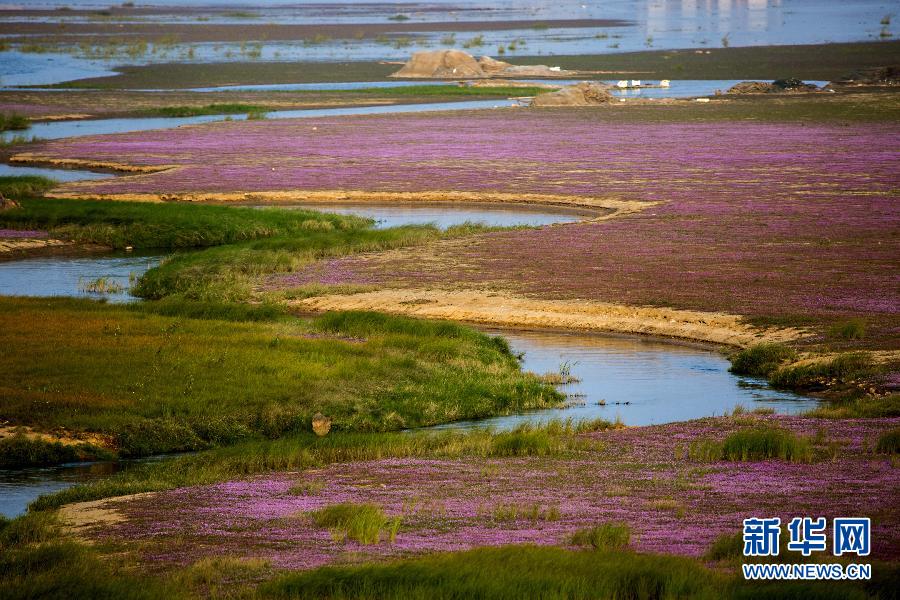 Un océan de fleurs sur les rives du lac Poyang