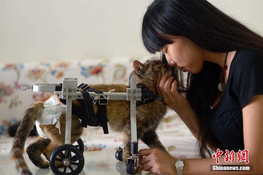Une jeune chinoise construit un fauteuil roulant pour un chat handicapé
