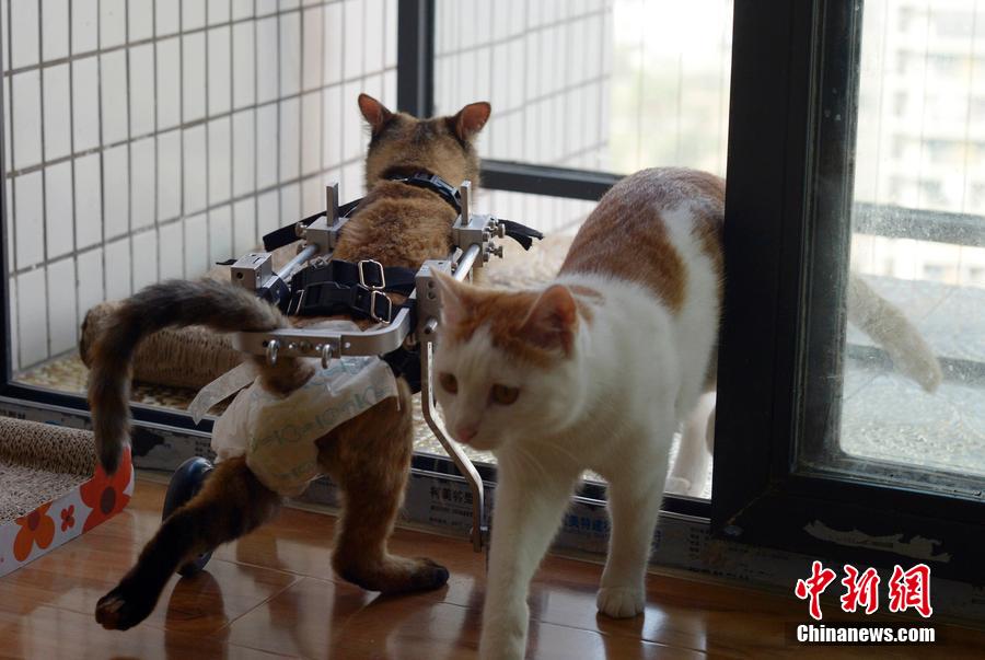 Une jeune chinoise construit un fauteuil roulant pour un chat handicapé
