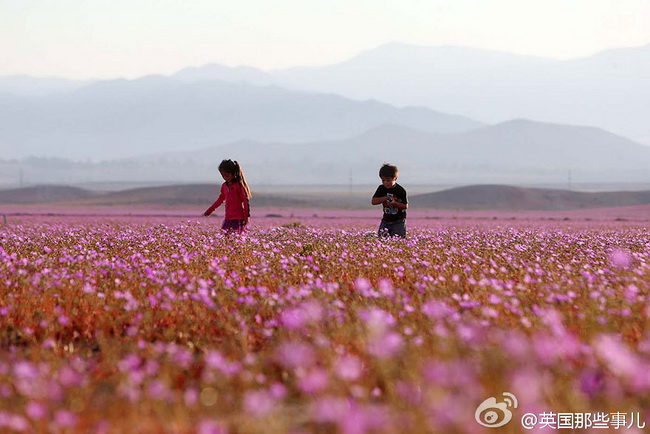 Chili : des fleurs dans le désert le plus sec du monde