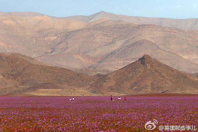 Chili : des fleurs dans le désert le plus sec du monde