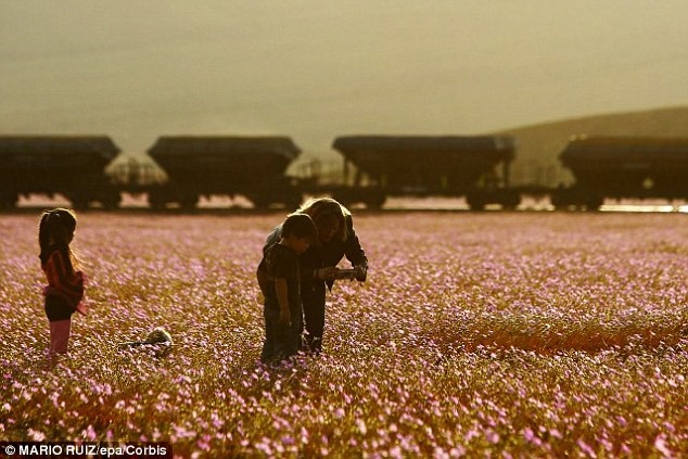 Le désert chilien d'Atacama transformé en mer de fleurs par la pluie