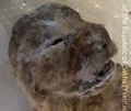 Deux momies intactes de jeunes lions des cavernes découvertes en Sibérie