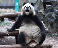 Gee-Gee, Wow-Wow, Coo-Coo : Des scientifiques décodent le langage des pandas
