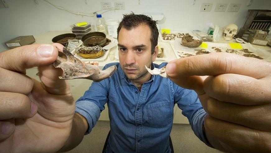 Découverte de fossiles de rats grands comme des chiens en Asie du Sud-est