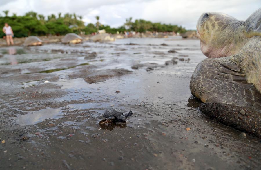 Costa Rica : des milliers de tortues viennent pondre le long des côtes 