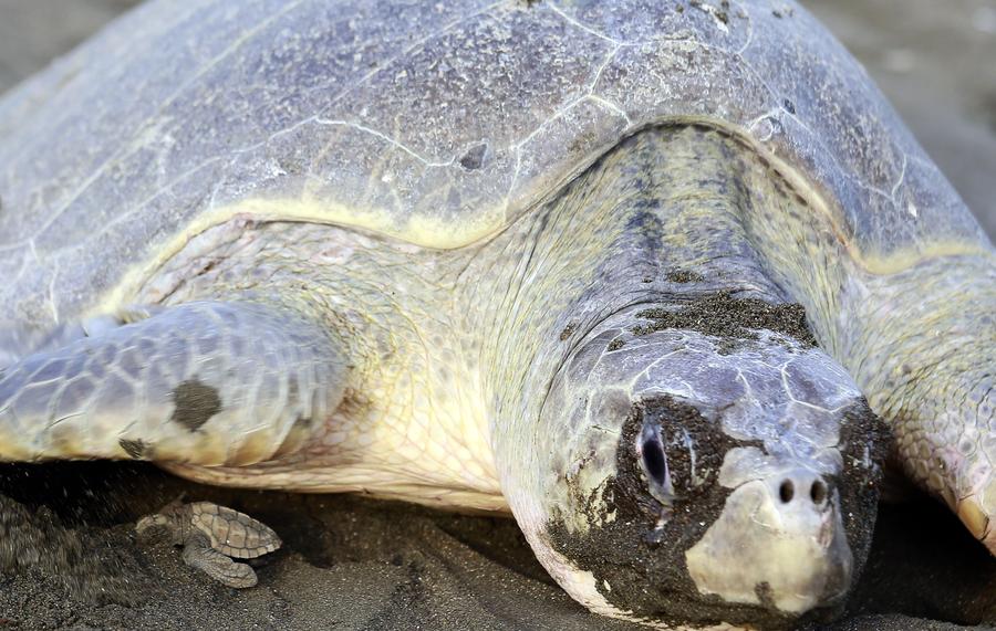 Costa Rica : des milliers de tortues viennent pondre le long des côtes 
