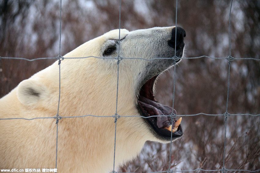 Défense d’entrer : un ours polaire en colère