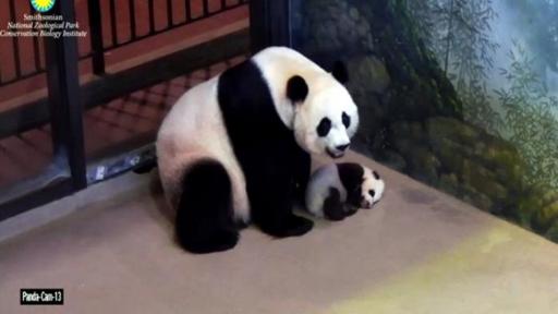 Premiers pas pour Bei Bei, le bébé panda du Zoo de Washington