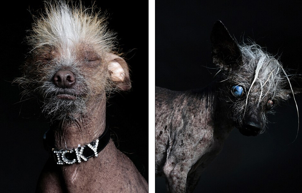Les portraits des chiens les plus laids du monde, une autre conception de la beauté